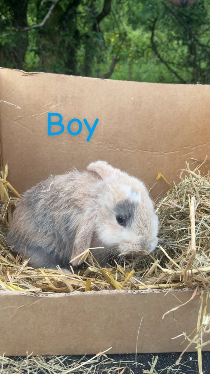Rabbits - Image 2