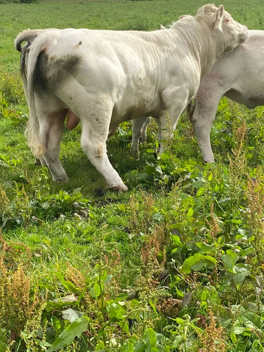 Purebred Charolais Bull - Image 3