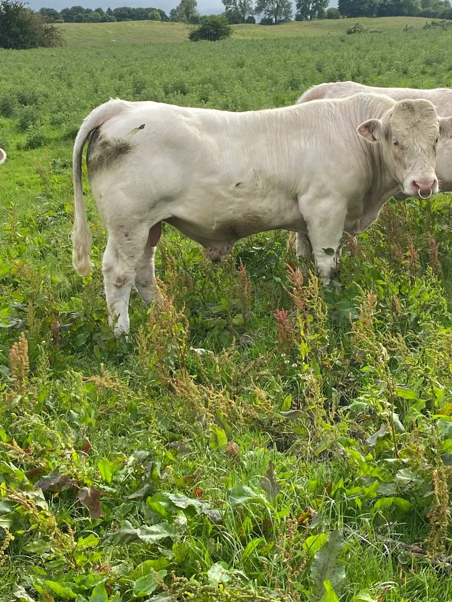 Purebred Charolais Bull - Image 4