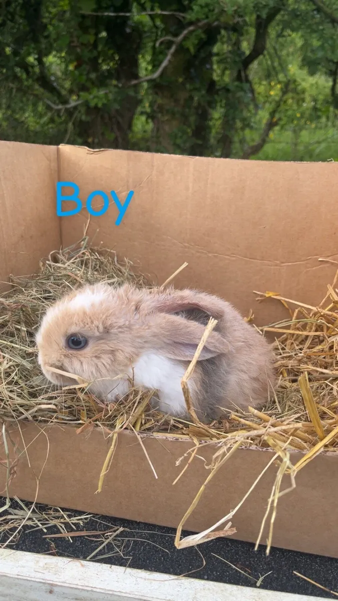 Rabbits - Image 3
