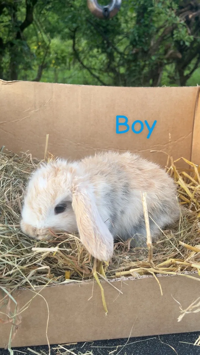 Rabbits - Image 4