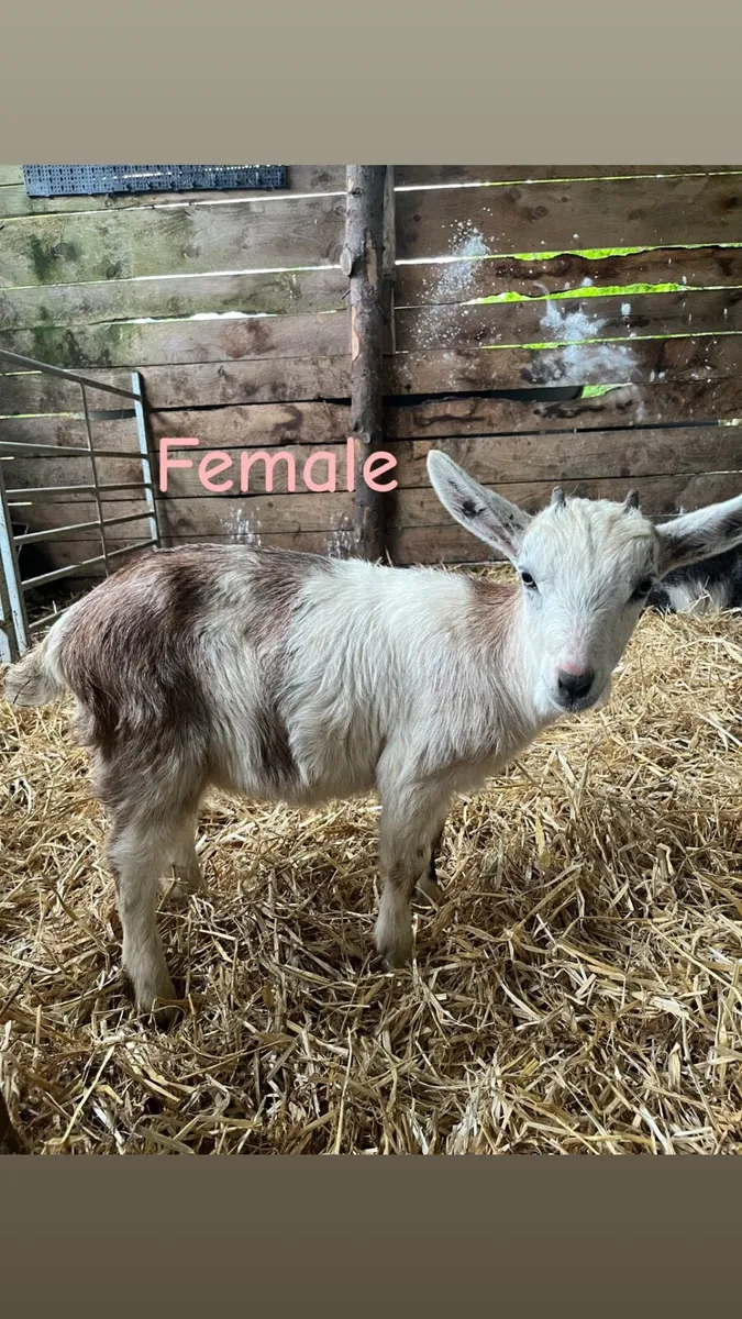 Kid Goats - Image 1