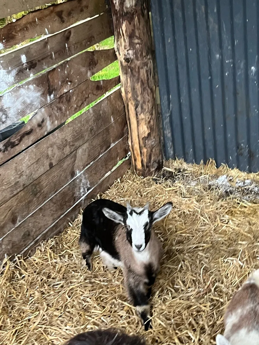 Kid Goats - Image 2
