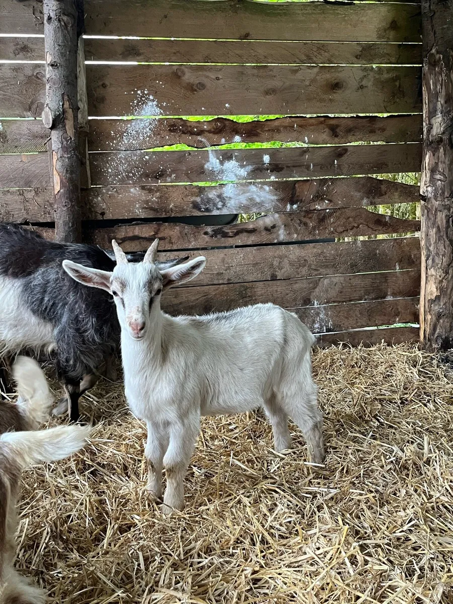 Kid Goats - Image 3