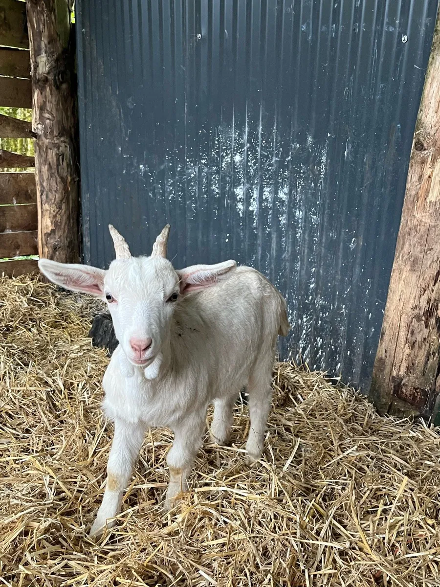Kid Goats - Image 4