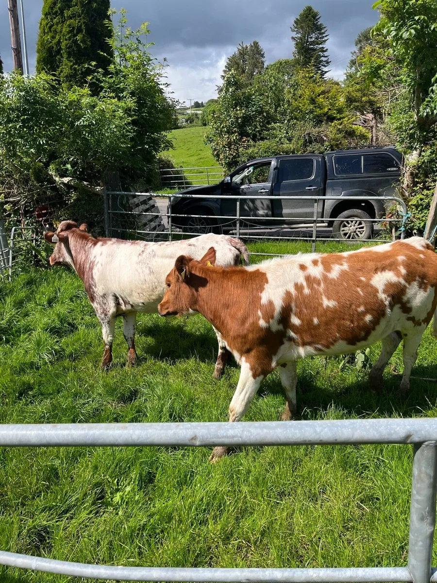 Roan bulling heifers - Image 1