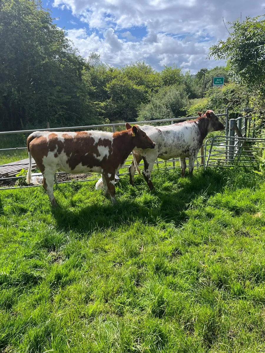 Roan bulling heifers - Image 2