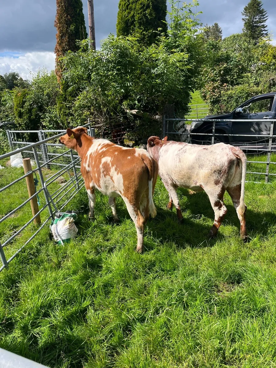 Roan bulling heifers - Image 3