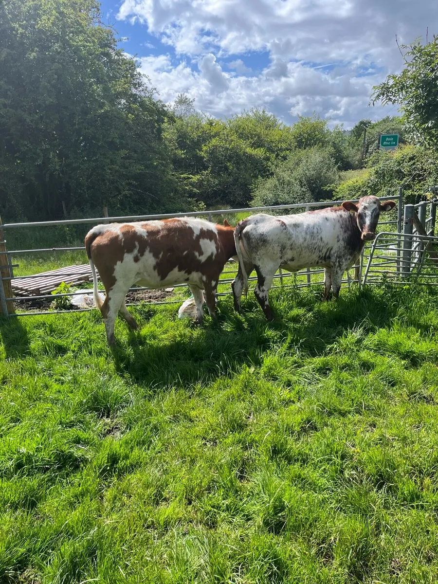 Roan bulling heifers - Image 4