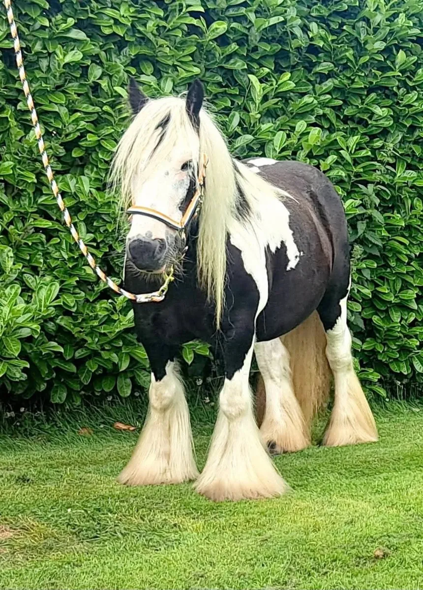 Cob Mare and Filly Foal - Image 2