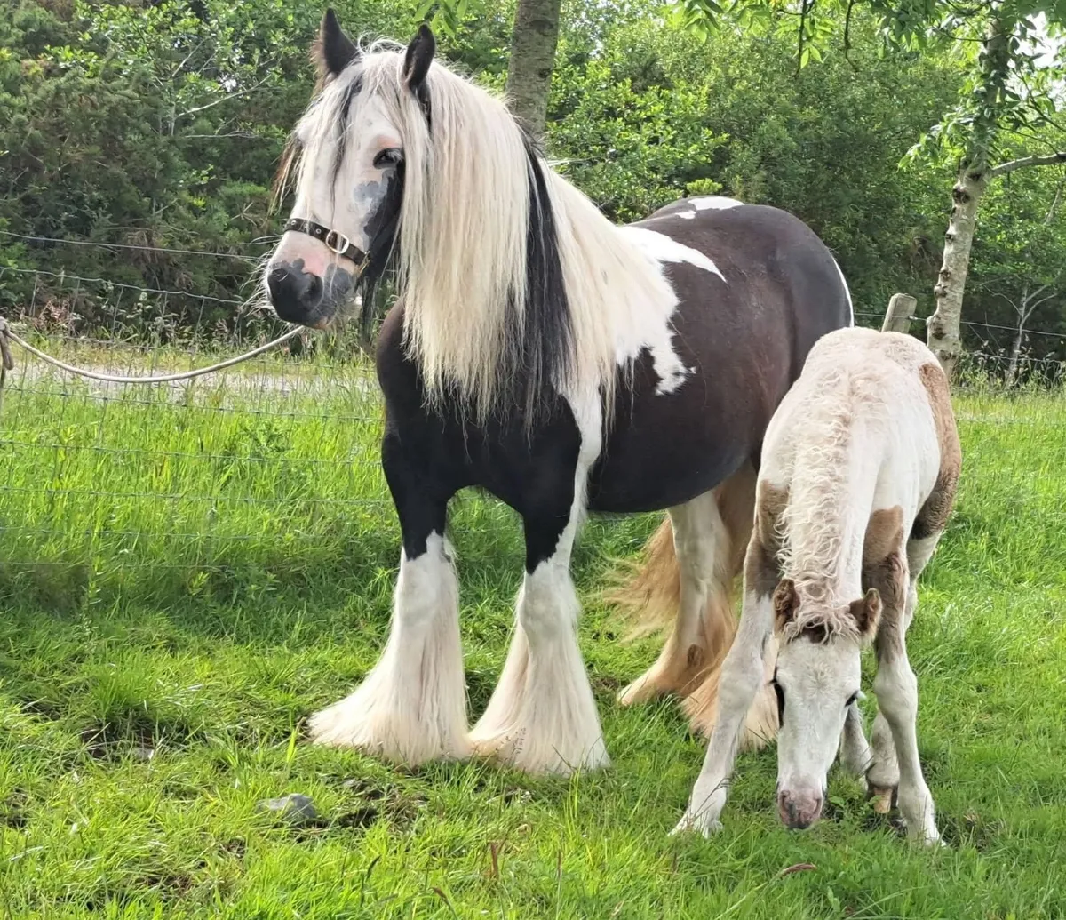 Cob Mare and Filly Foal - Image 3