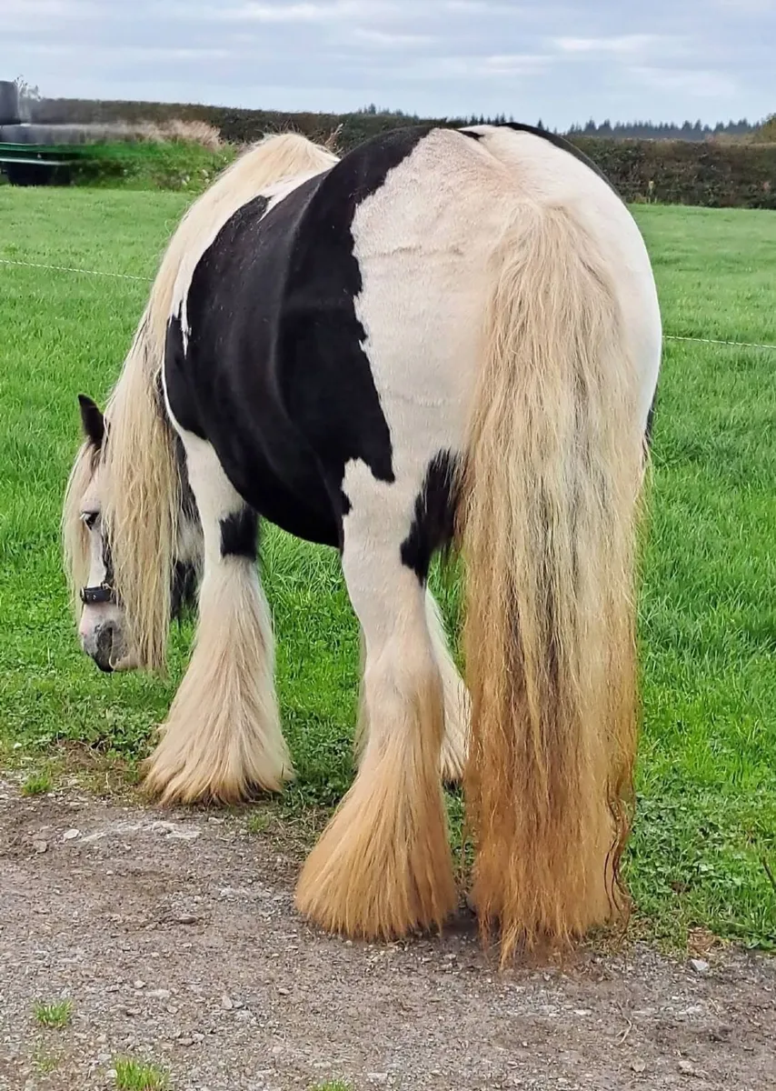 Cob Mare and Filly Foal - Image 4