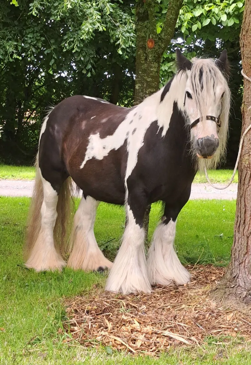 Cob Mare and Filly Foal - Image 1