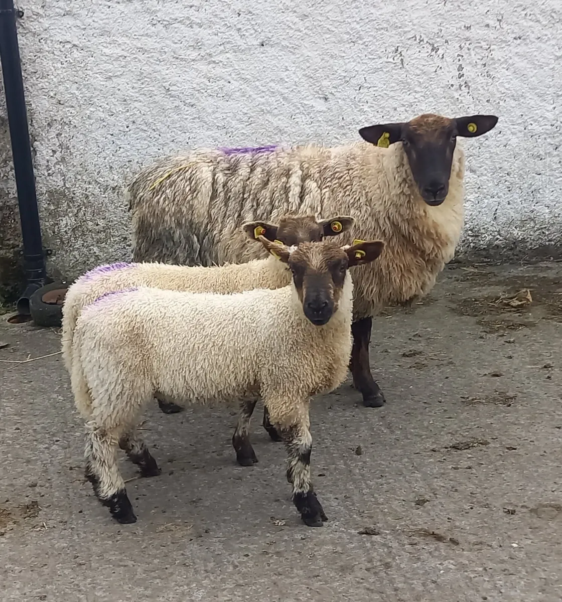 SUFFOLK EWE HOGGET  WITH 2   LAMBS - Image 2