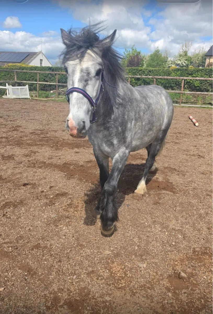 Grey Gelding - Image 1