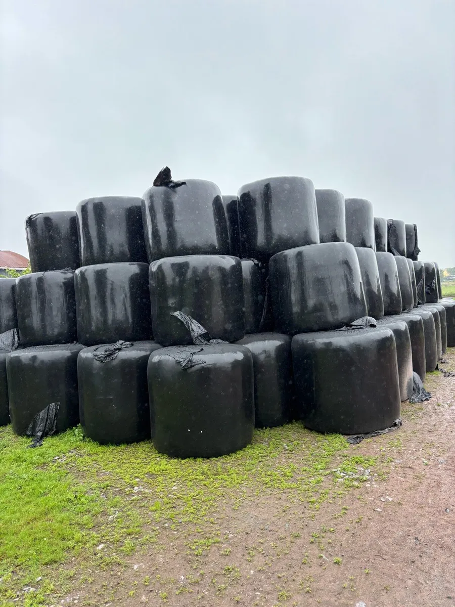 🚨Equine haylage 🚨 - Image 1
