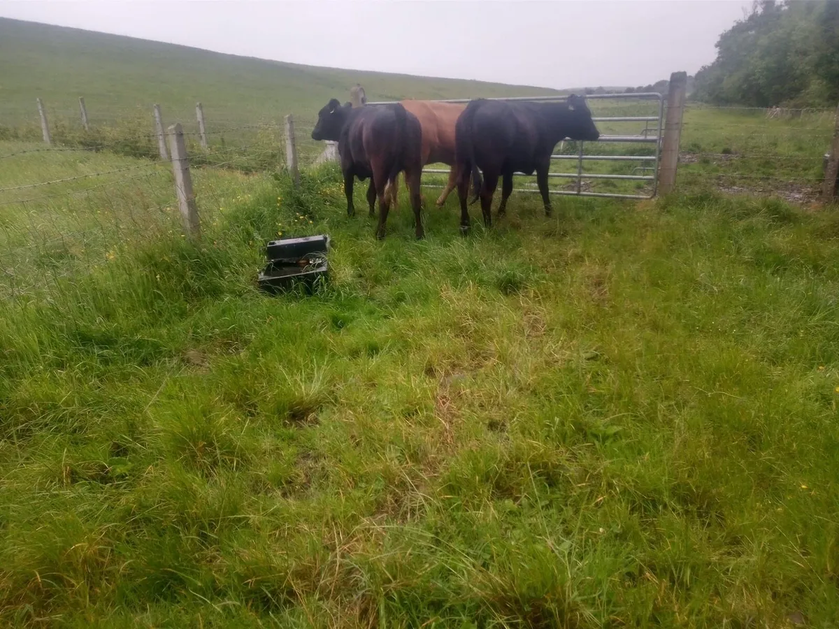 3 limousin heifers for sale - Image 2