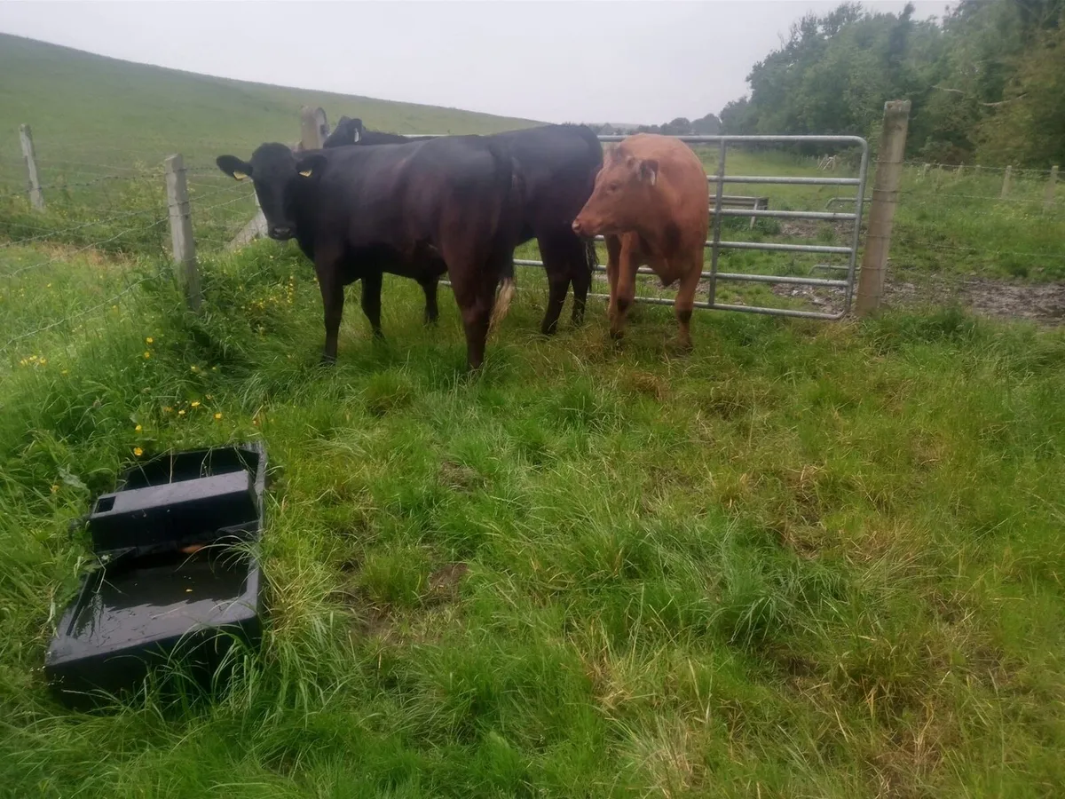 3 limousin heifers for sale - Image 1