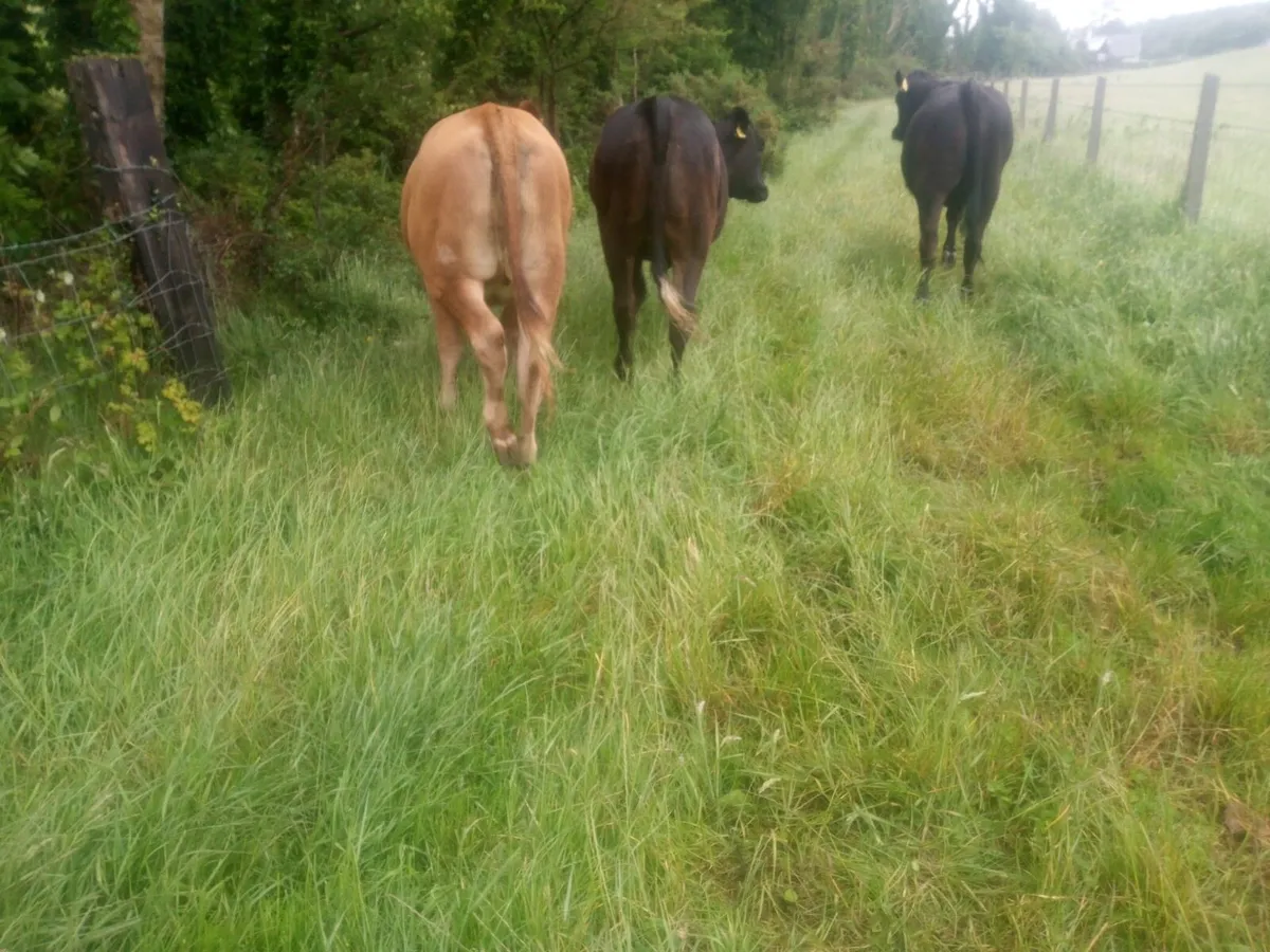 3 limousin heifers for sale - Image 4