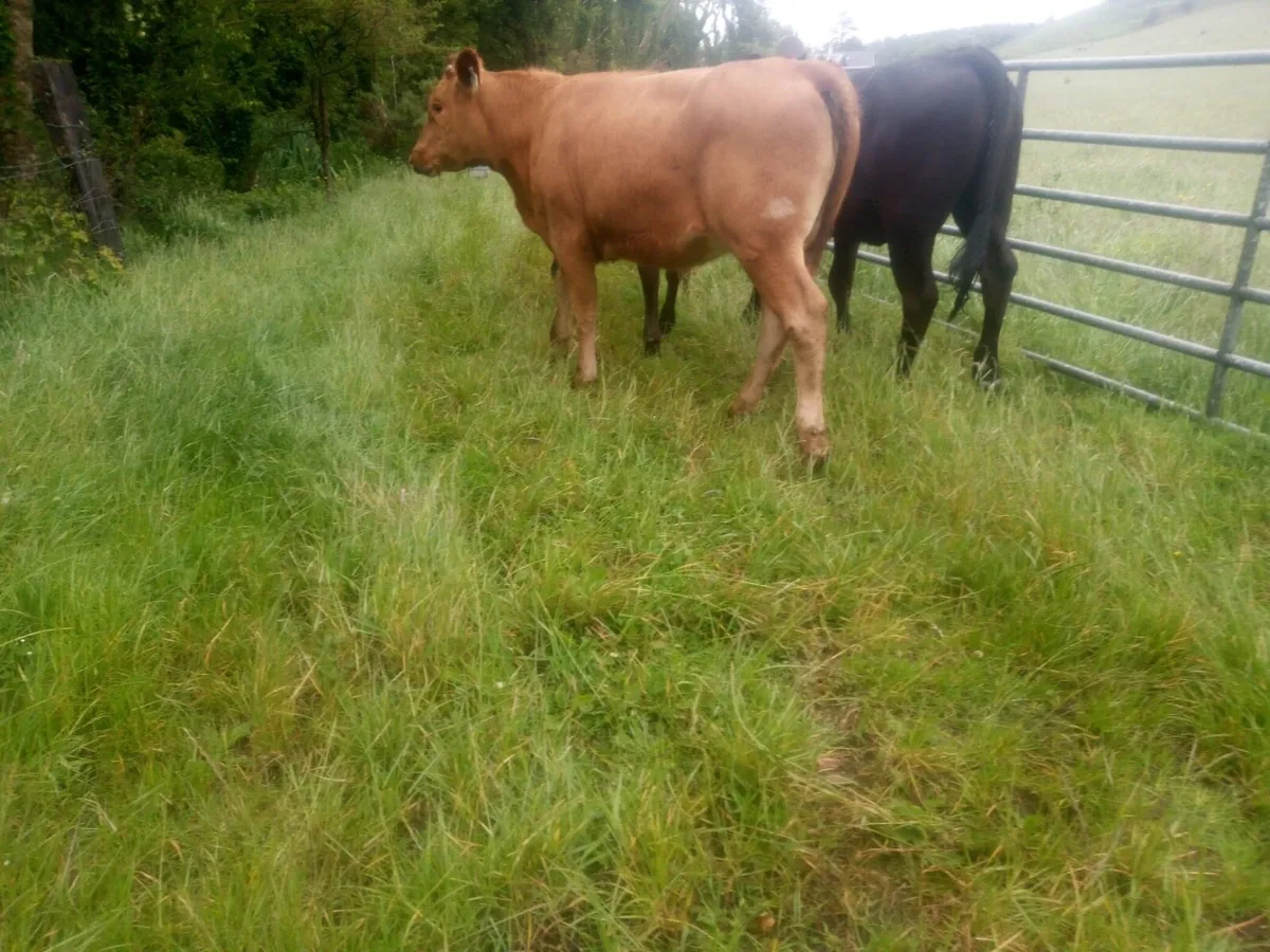 3 limousin heifers for sale - Image 3