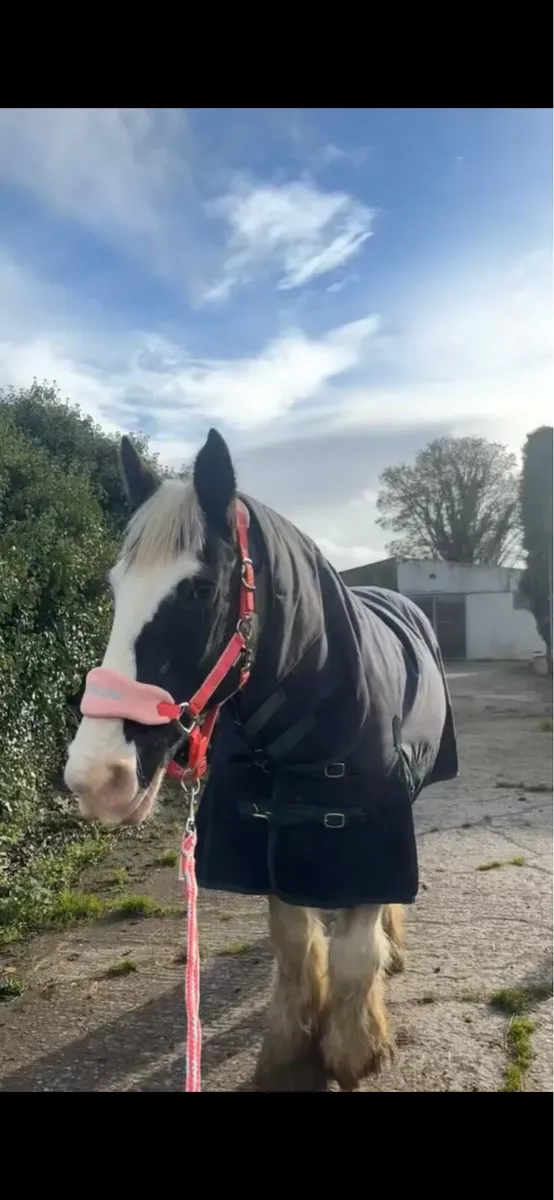 Horse for loan - Image 1