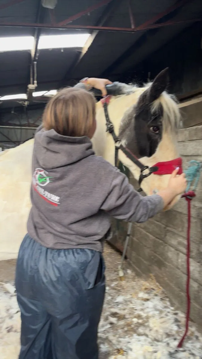 Horse for loan - Image 2