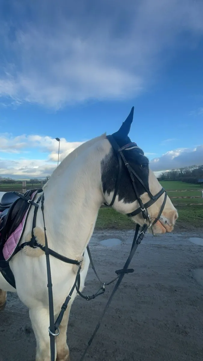 Horse for loan - Image 3
