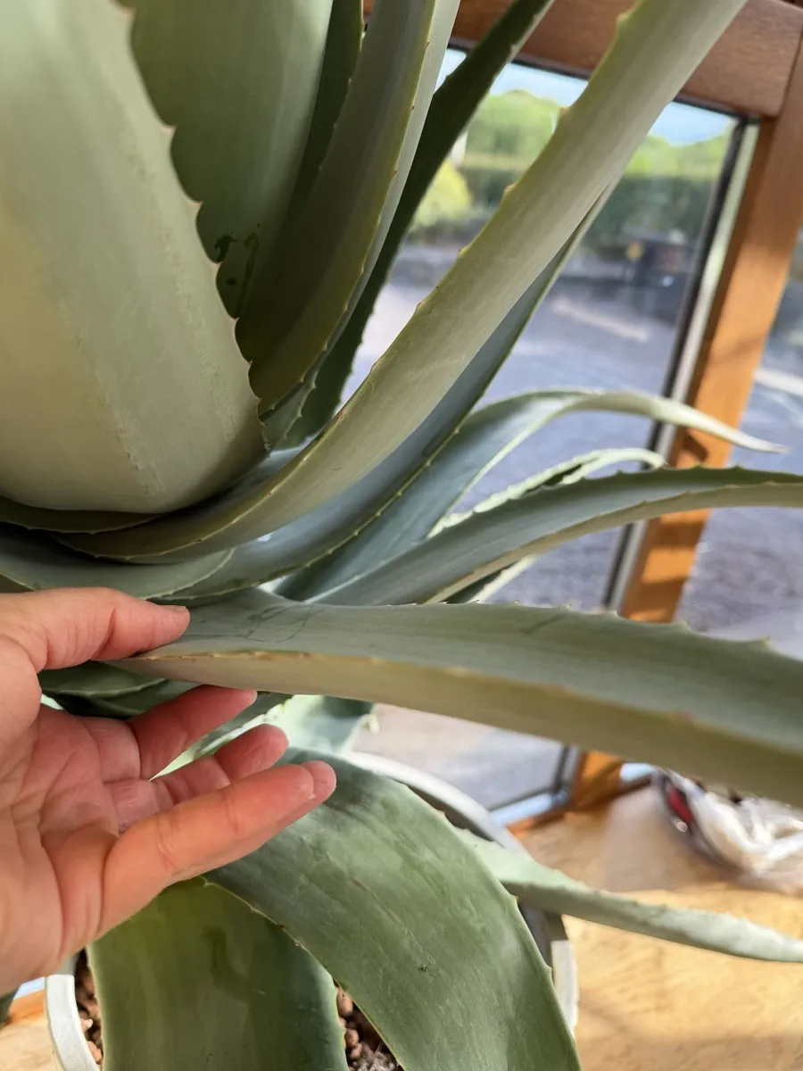 Giant Aloe Vera Plant - Image 1
