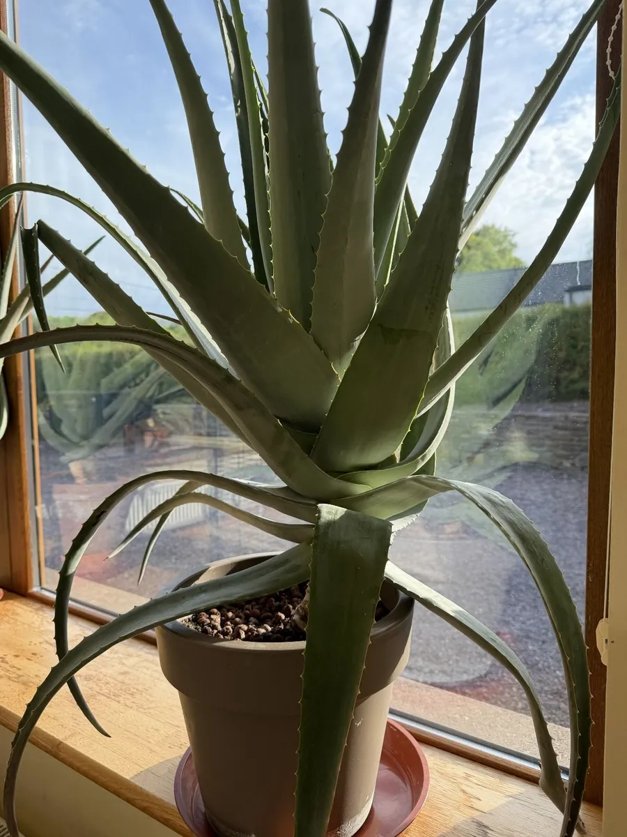 Giant Aloe Vera Plant - Image 4
