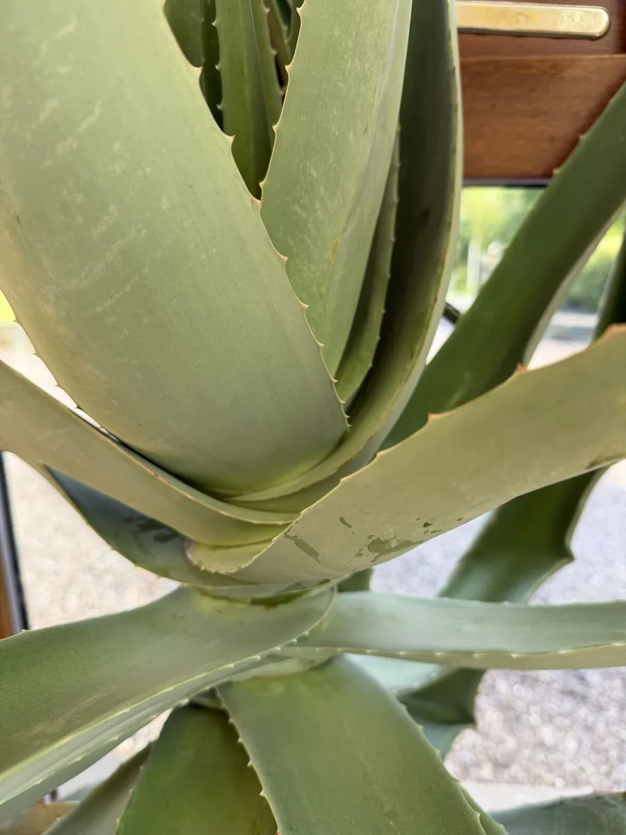 Giant Aloe Vera Plant - Image 2