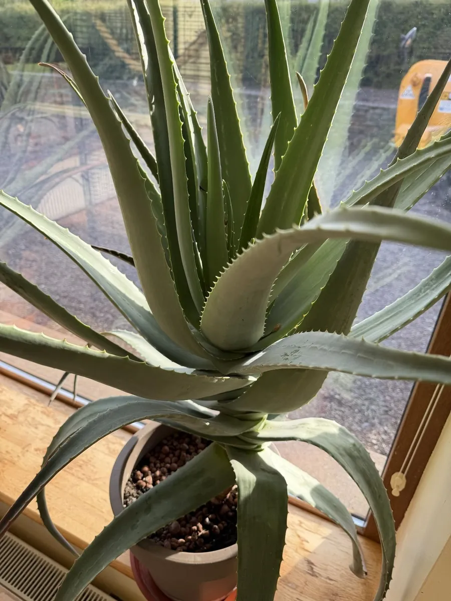 Giant Aloe Vera Plant - Image 3