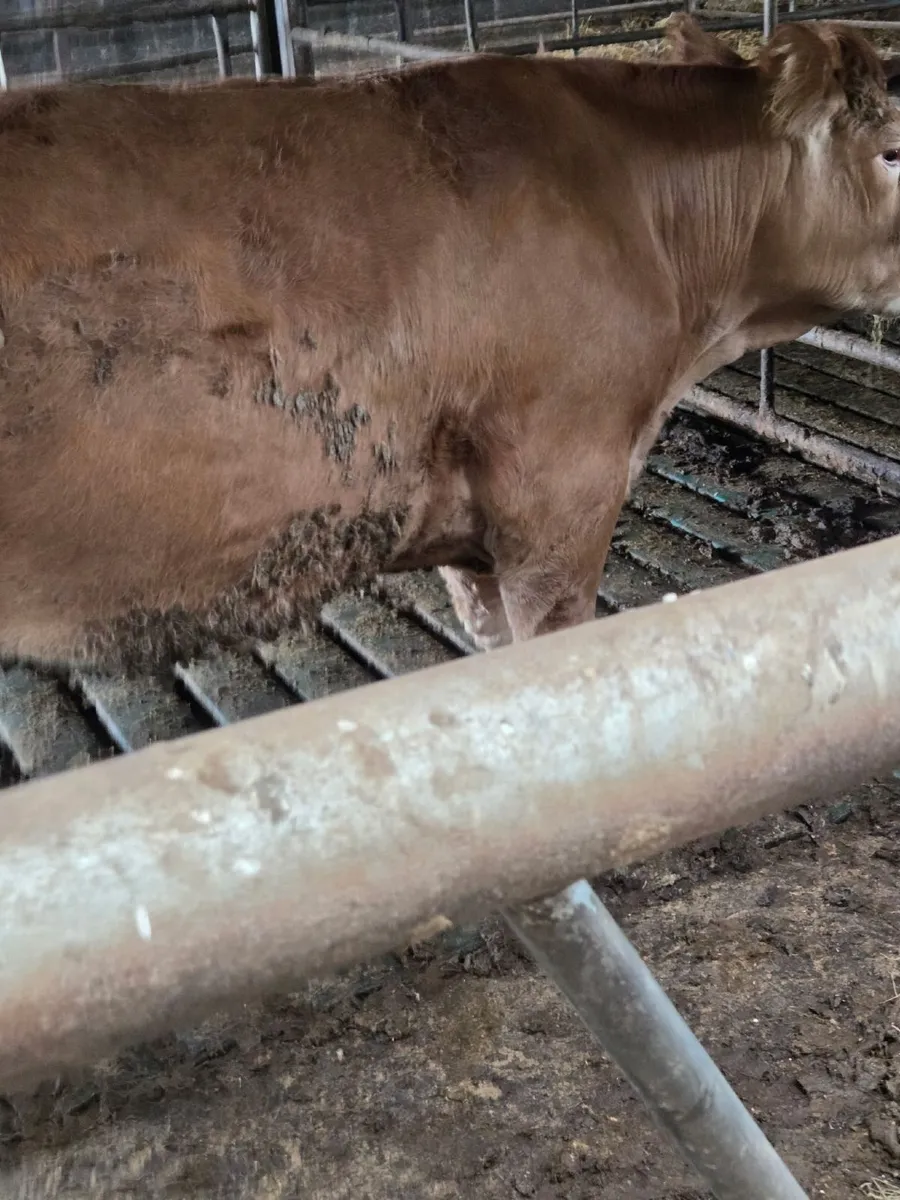 Incalf heifers - Image 4