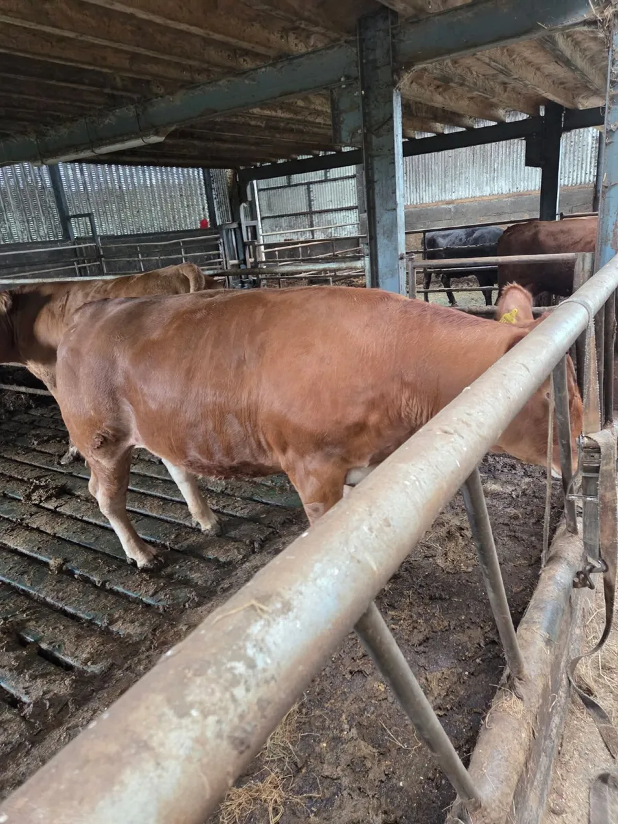 Incalf heifers - Image 3
