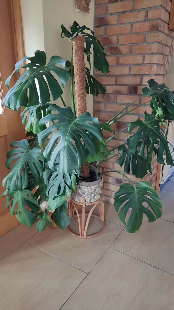Monstera Deliciosa Plant - Image 1