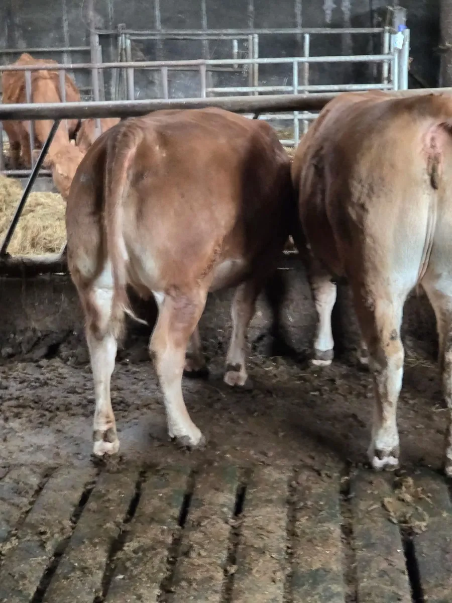 Incalf heifers - Image 2