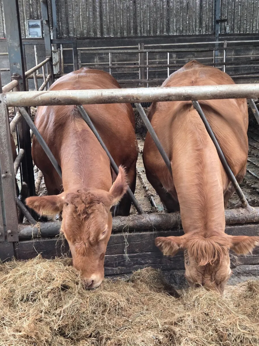 Incalf heifers - Image 1