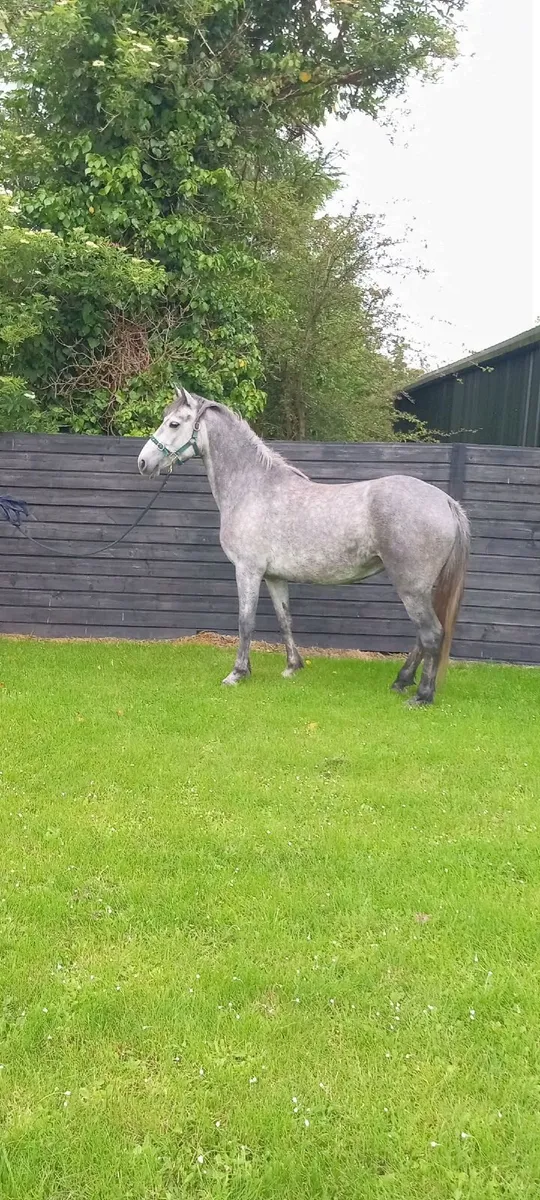 Ponie - Image 1
