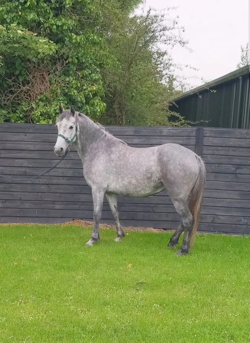 Ponie - Image 2