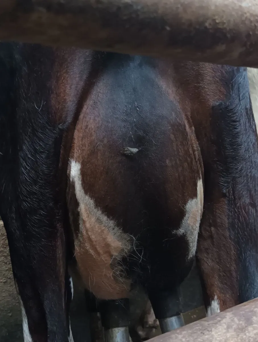 4 calved cow's - Image 1