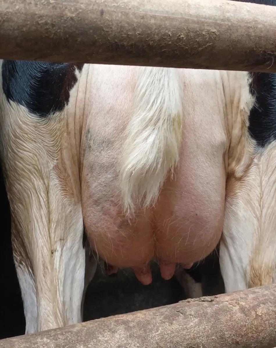 4 calved cow's - Image 2