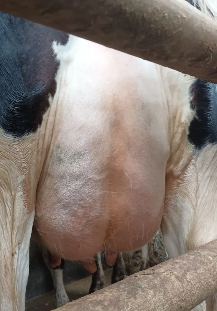 4 calved cow's - Image 4