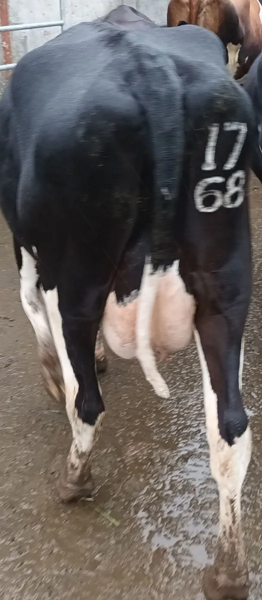 4 calved cow's - Image 3