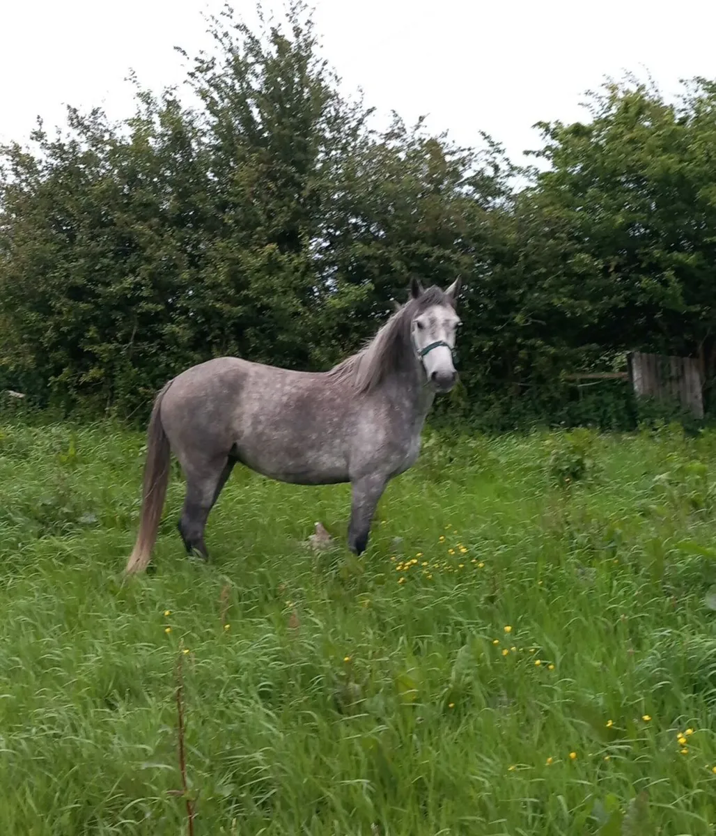 Ponie - Image 4