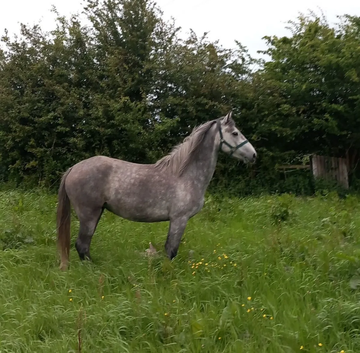 Ponie - Image 3