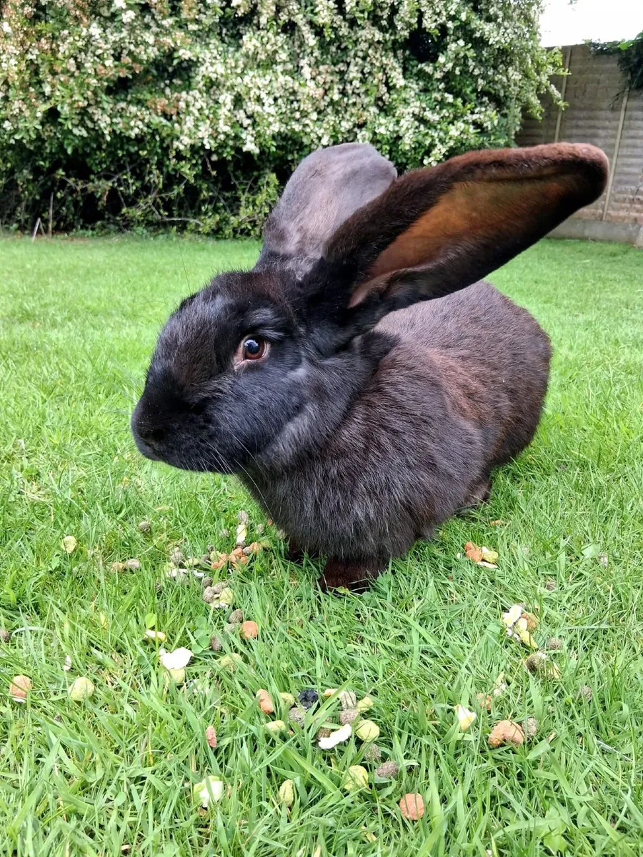 Rabbits Fleming giants - Image 3