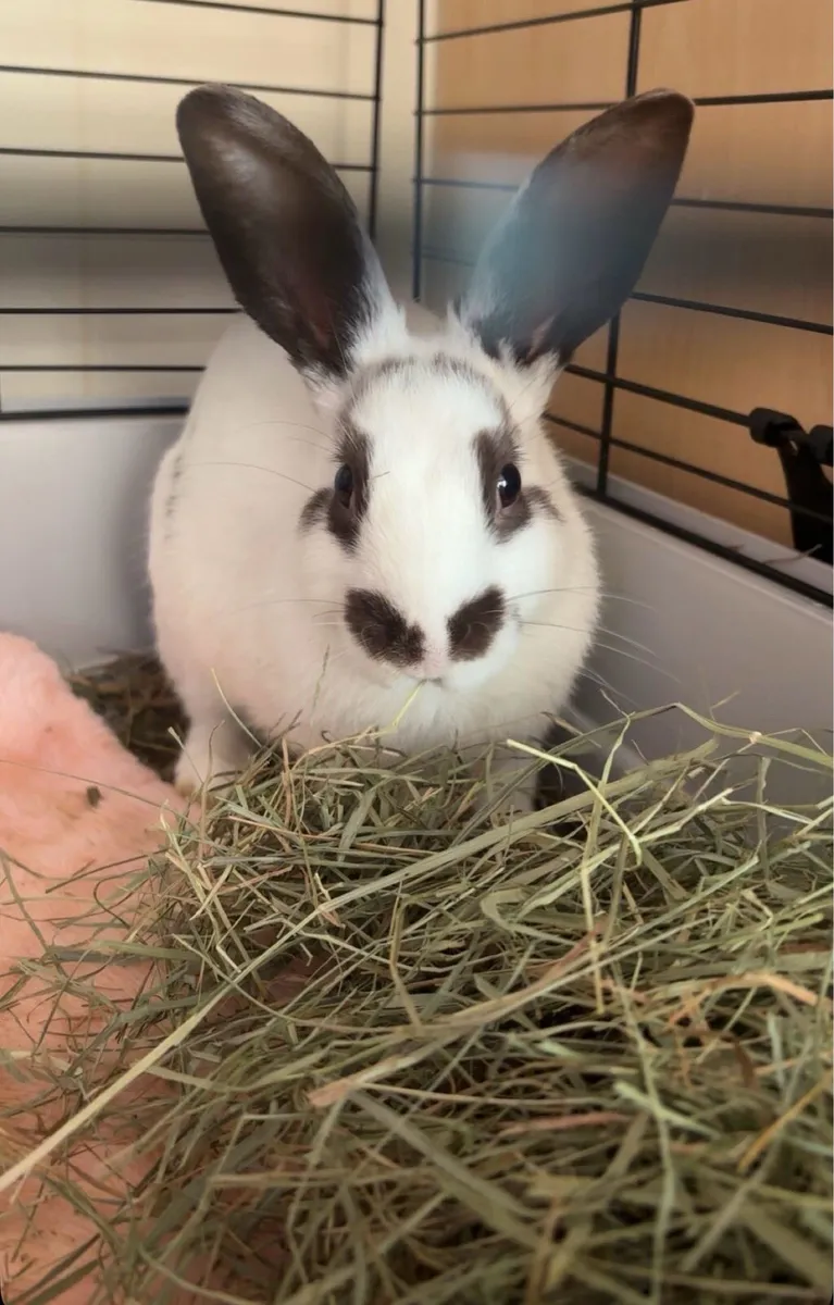 Rabbits - Image 1