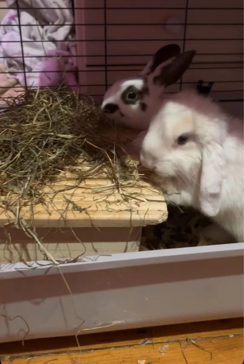 Rabbits - Image 2
