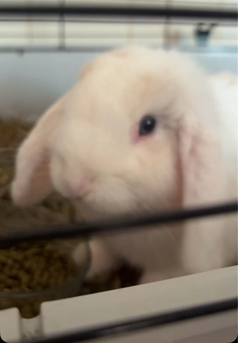 Rabbits - Image 3