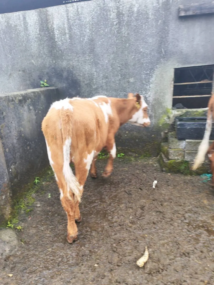 2 heifers - Image 2