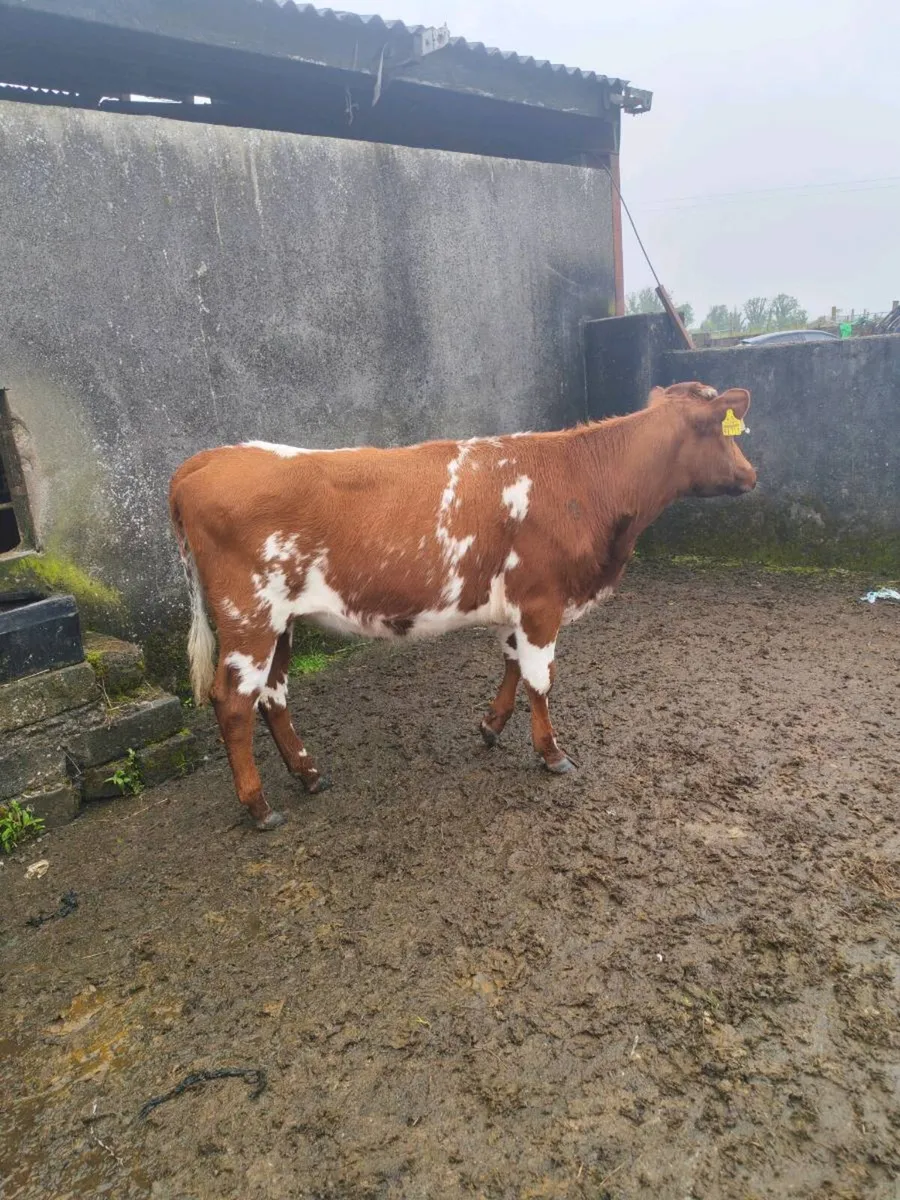 2 heifers - Image 1